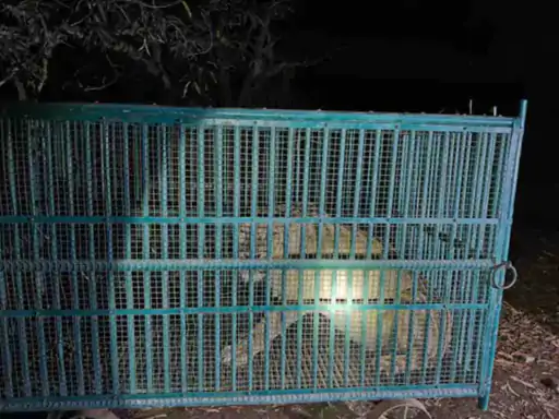 45-year-old woman dies after lioness attack in Amreli