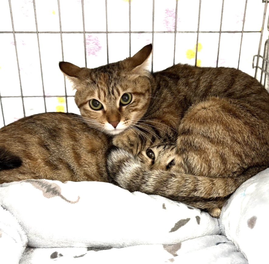subeneko5656's tweet photo. #拡散希望 

保護猫譲渡会

2月22日（日）
午後1時～3時
天白区・野並どうぶつ病院

天白区野並3丁目484
地下鉄桜通線野並駅下車
徒歩5分
※Pあり （病院正面・横）

かわいいにゃんこ達がお待ちしております₍^..^₎੭”

＃保護猫譲渡会
#里親募集猫 
#ねこ好きさんと繋がりたい
#ねこ
#愛知県名古屋市 https://t.co/dMY8td2mPK