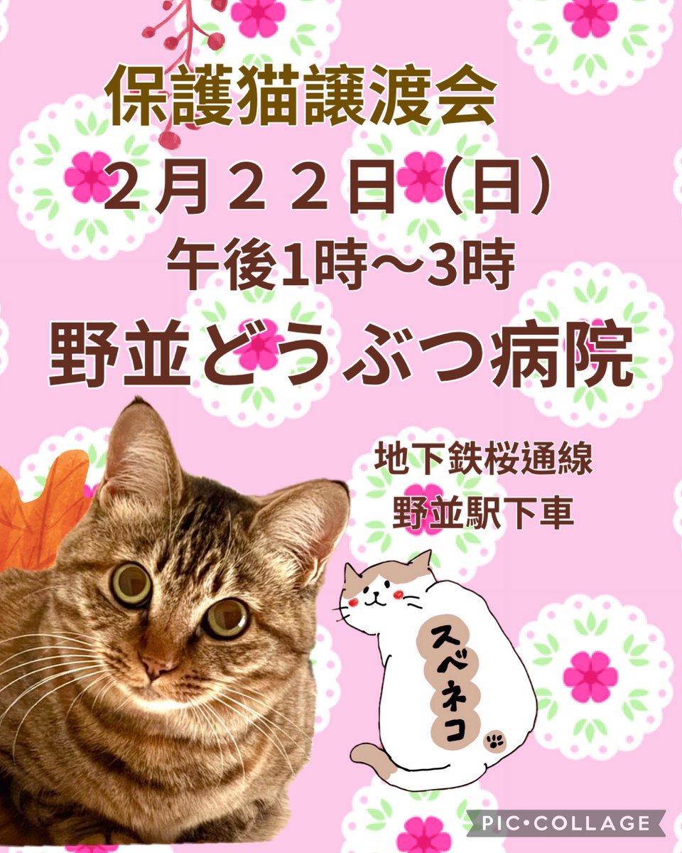 subeneko5656's tweet photo. #拡散希望 

保護猫譲渡会

2月22日（日）
午後1時～3時
天白区・野並どうぶつ病院

天白区野並3丁目484
地下鉄桜通線野並駅下車
徒歩5分
※Pあり （病院正面・横）

かわいいにゃんこ達がお待ちしております₍^..^₎੭”

＃保護猫譲渡会
#里親募集猫 
#ねこ好きさんと繋がりたい
#ねこ
#愛知県名古屋市 https://t.co/dMY8td2mPK