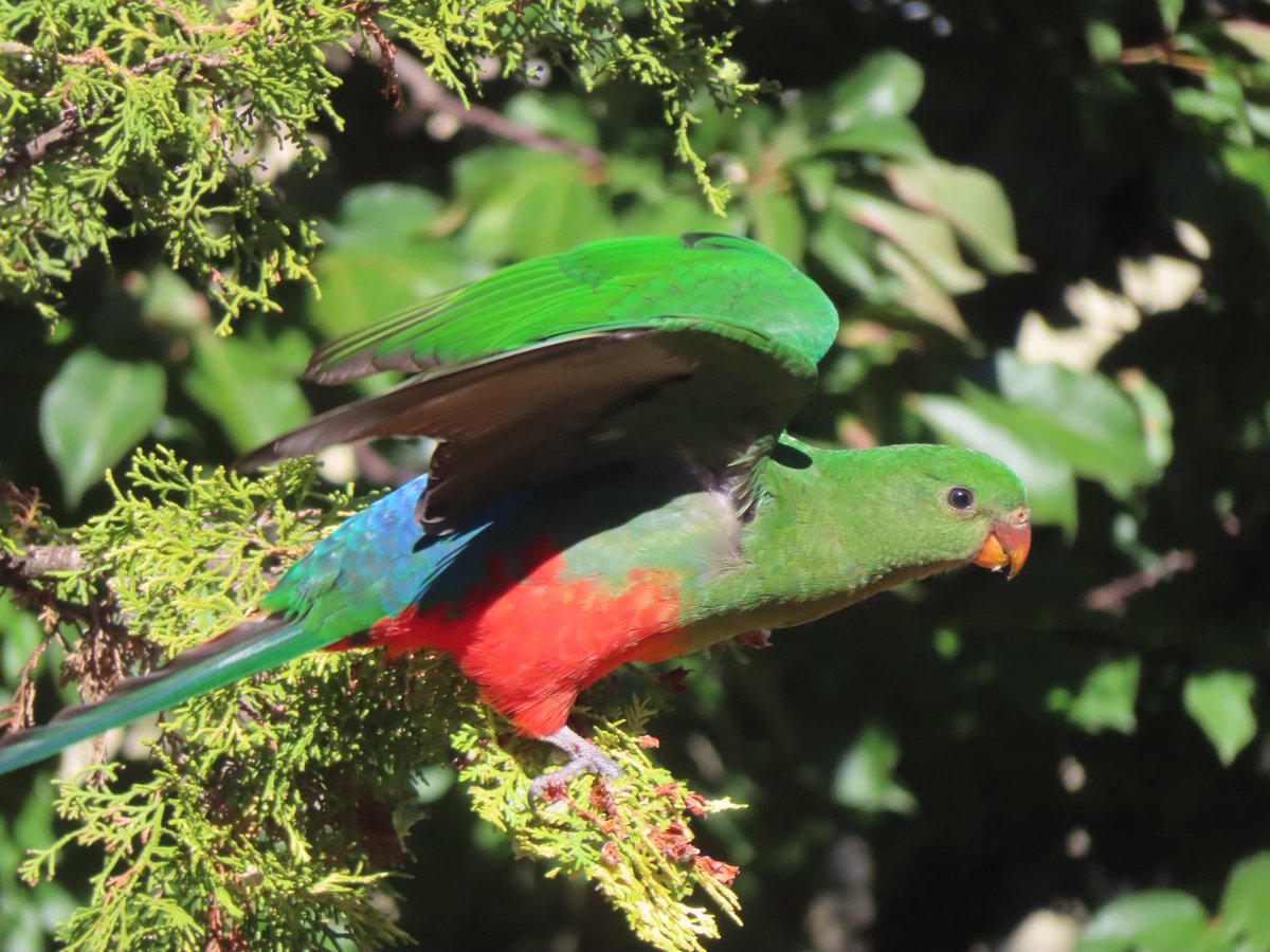 wapple15's tweet photo. Tuesday morning #CoffeeView #Canberra ๐ฆ๐ฆ๐ฆ๐ฆ๐ฆ๐ฆ #ParrotOfTheDay https://t.co/fonUuhzPEz