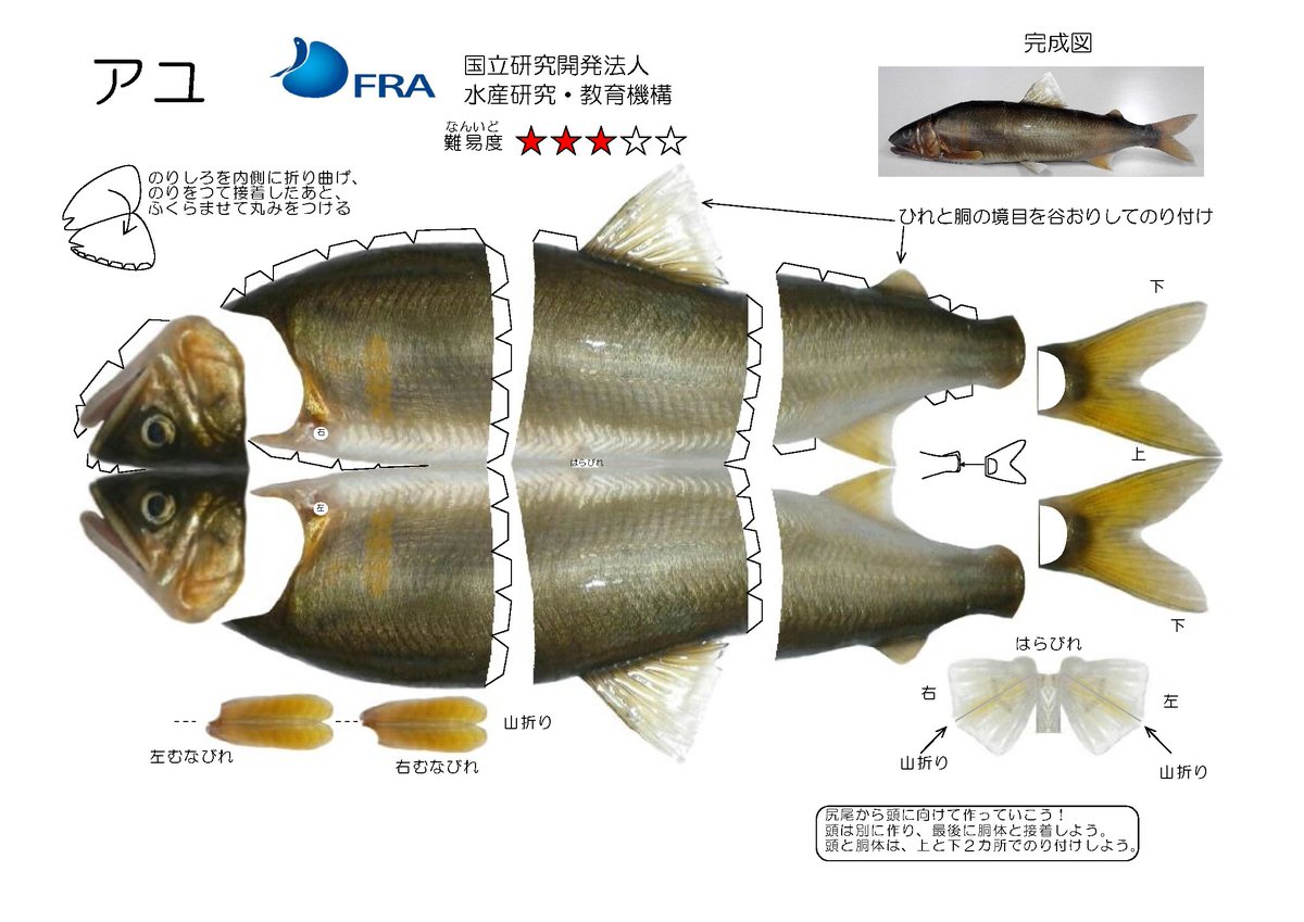 【ペーパークラフトのご紹介】
アユは香魚(こうぎょ)とも呼ばれスイカの香りがする清流の女王です。川の石についた藻類を食べて育ちます。秋には川の中流域で産卵し、卵からふ化した仔魚は海にくだります。海でエサを食べて育ち、春に川を稚魚がのぼってきます。
#アユ
fra.go.jp/forkids/kids_p…
