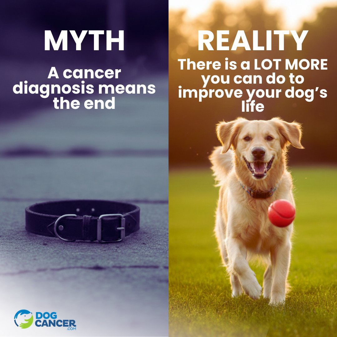 Dog Cancer Help tweet media