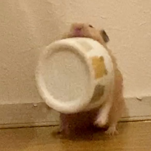 ムギちゃん「ｳｵｫｫｫｫｫ！」

#ハムスター