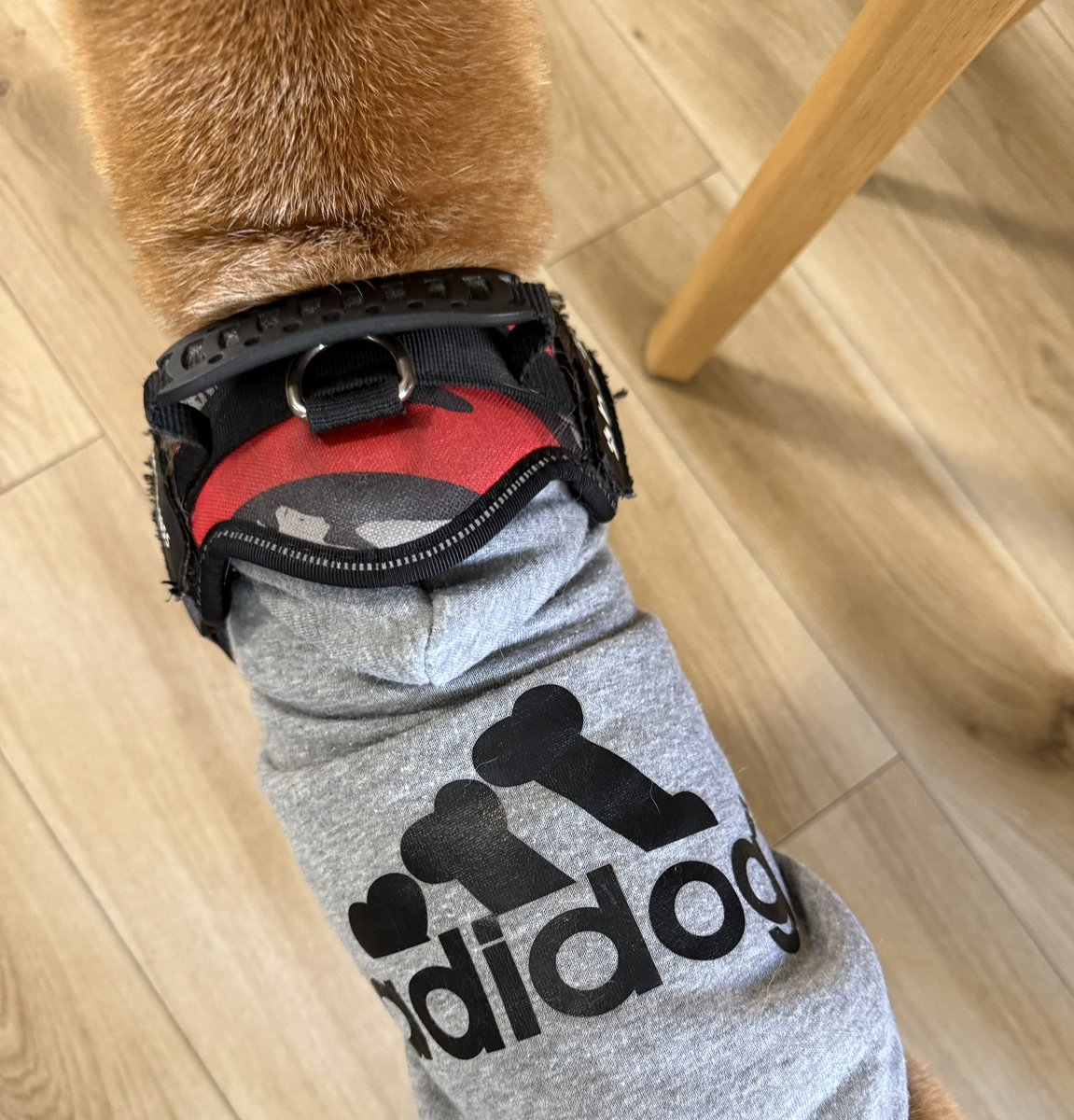 adidog！どういう意味さ？？