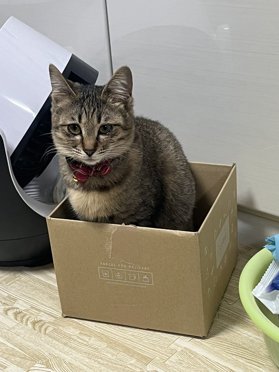 melonpan_pi's tweet photo. うちの子も保護した時3ヶ月くらいかな？と思って病院行ったら月齢6ヶ月の栄養失調ちゃんだったけどもっちりまるまるちゃんになりやしたﾎﾞﾆｬｰﾙ https://t.co/KfhhfgvPw4