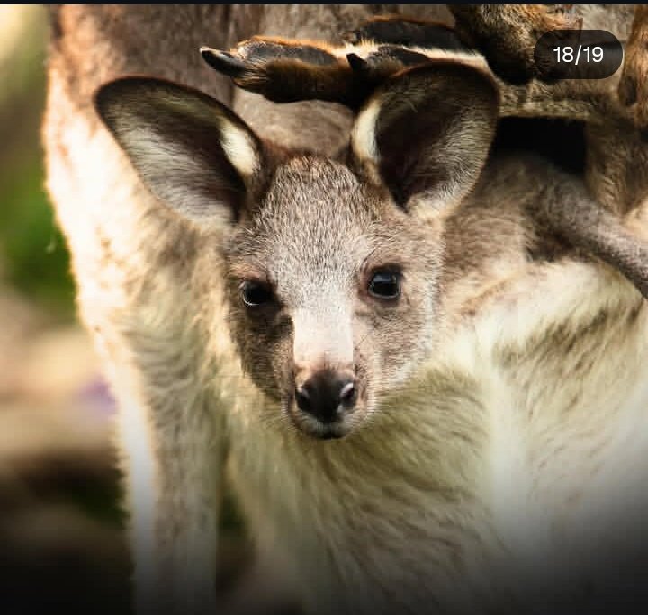 A baby kangaroo is called a JOEY