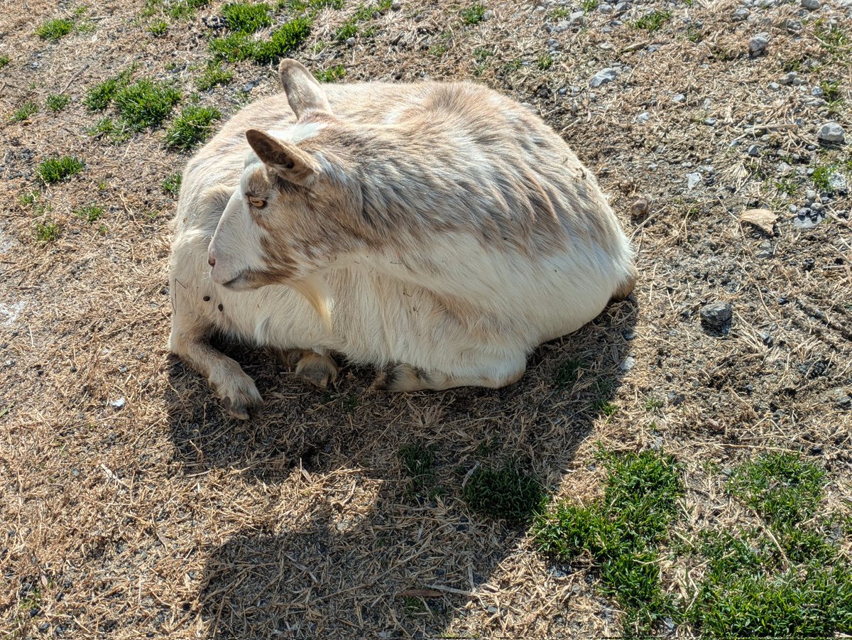 上野淳子/山のウエノ豚でまるごとんを企画する長崎の養豚家 tweet media