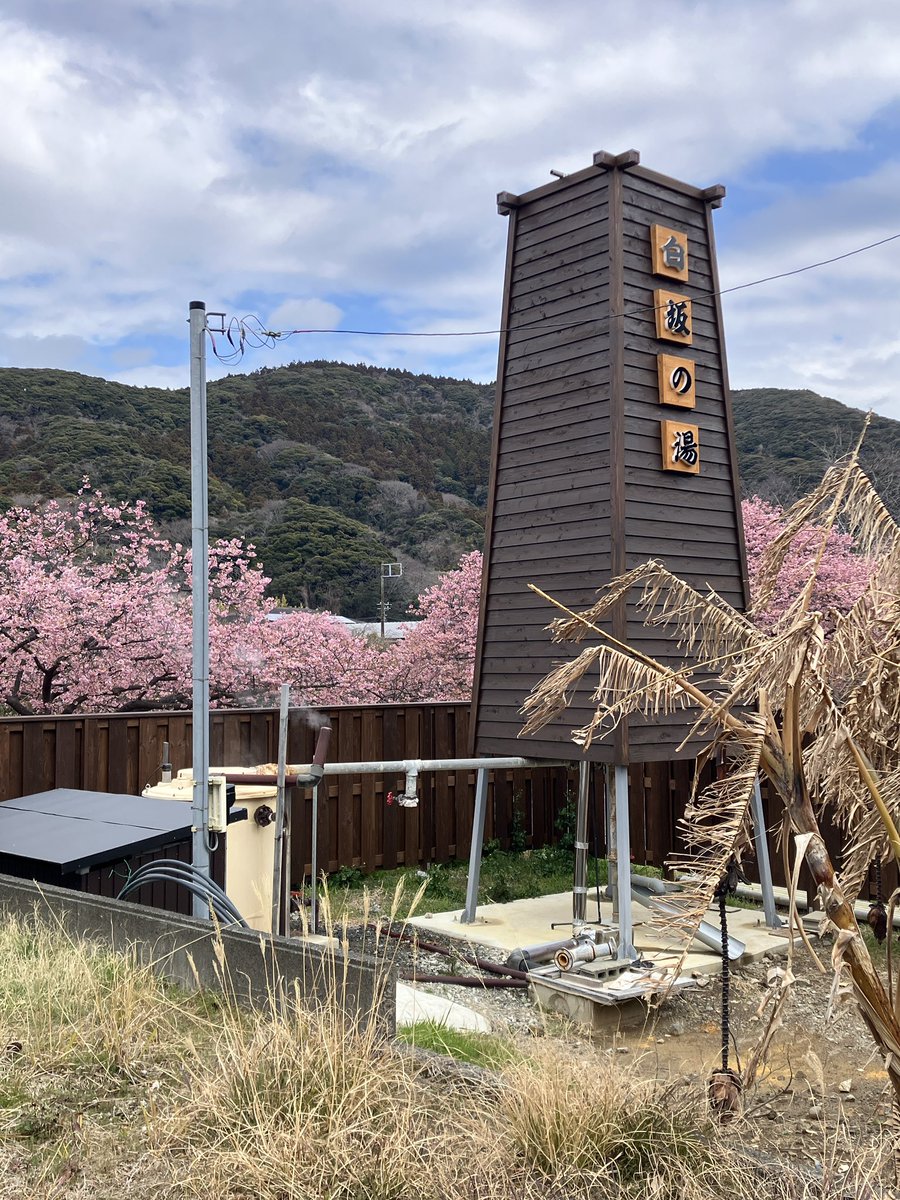 dio_tare's tweet photo. 昨日は川奈に泊まり、今日は下賀茂温泉桜まつりへ🌸
見頃になってました。
西伊豆でもう一泊♨️
カミさんが子供の頃から夢見ていたハトヤの海底風呂も立寄り😆楽しかった🐟 https://t.co/WLKQHD4gna