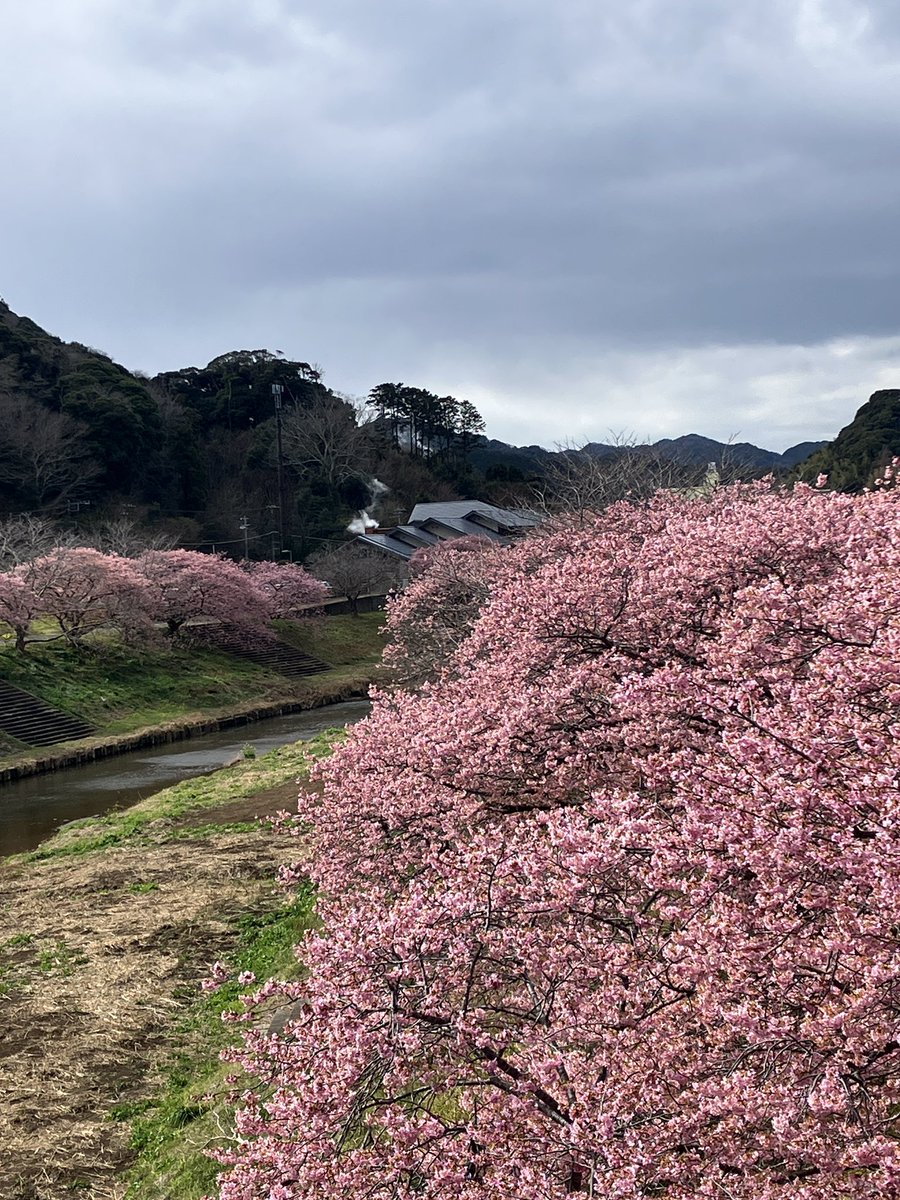 dio_tare's tweet photo. 昨日は川奈に泊まり、今日は下賀茂温泉桜まつりへ🌸
見頃になってました。
西伊豆でもう一泊♨️
カミさんが子供の頃から夢見ていたハトヤの海底風呂も立寄り😆楽しかった🐟 https://t.co/WLKQHD4gna