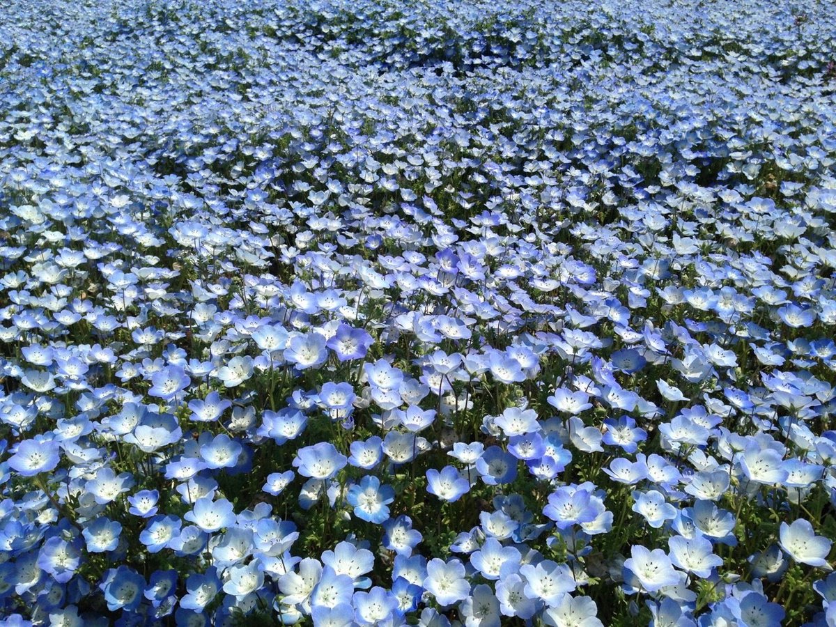 's tweet image. #2026blueart 
4月は世界自閉症啓発月間！
それに先駆けて青い作品をXに投稿するアートコンテスト開催中です。
写真でもいいとのことなので私も参加してみます！