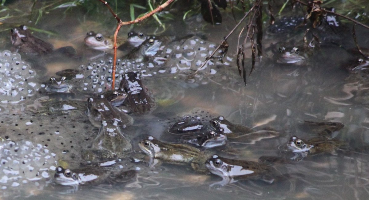 TetZoo's tweet image. I couldn't help myself, and have written up #spawnwatch thoughts at Tetrapod Zoology. Shout-outs to key #books on British #amphibians, to nature gardening, to the ever-present menace of free-roaming pet cats, but above all to the value of #frogs... tetzoo.com/blog/2026/2/17…
