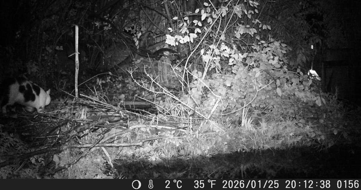 TetZoo's tweet image. I couldn't help myself, and have written up #spawnwatch thoughts at Tetrapod Zoology. Shout-outs to key #books on British #amphibians, to nature gardening, to the ever-present menace of free-roaming pet cats, but above all to the value of #frogs... tetzoo.com/blog/2026/2/17…