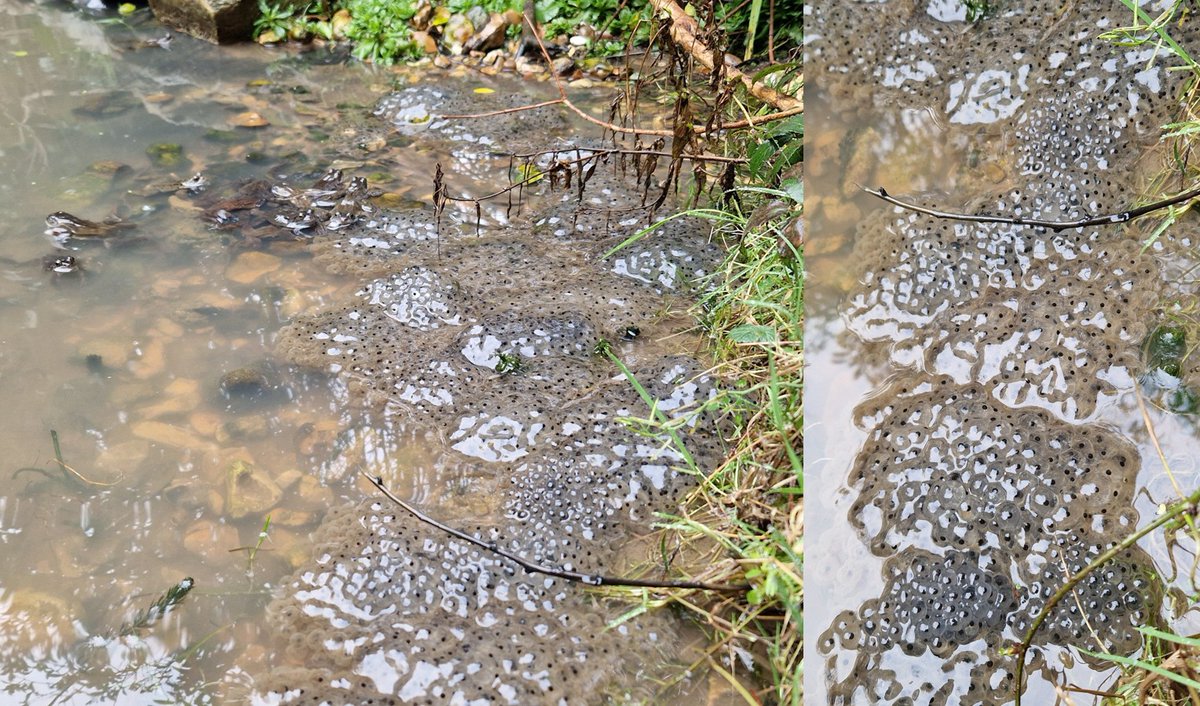 TetZoo's tweet image. I couldn't help myself, and have written up #spawnwatch thoughts at Tetrapod Zoology. Shout-outs to key #books on British #amphibians, to nature gardening, to the ever-present menace of free-roaming pet cats, but above all to the value of #frogs... tetzoo.com/blog/2026/2/17…