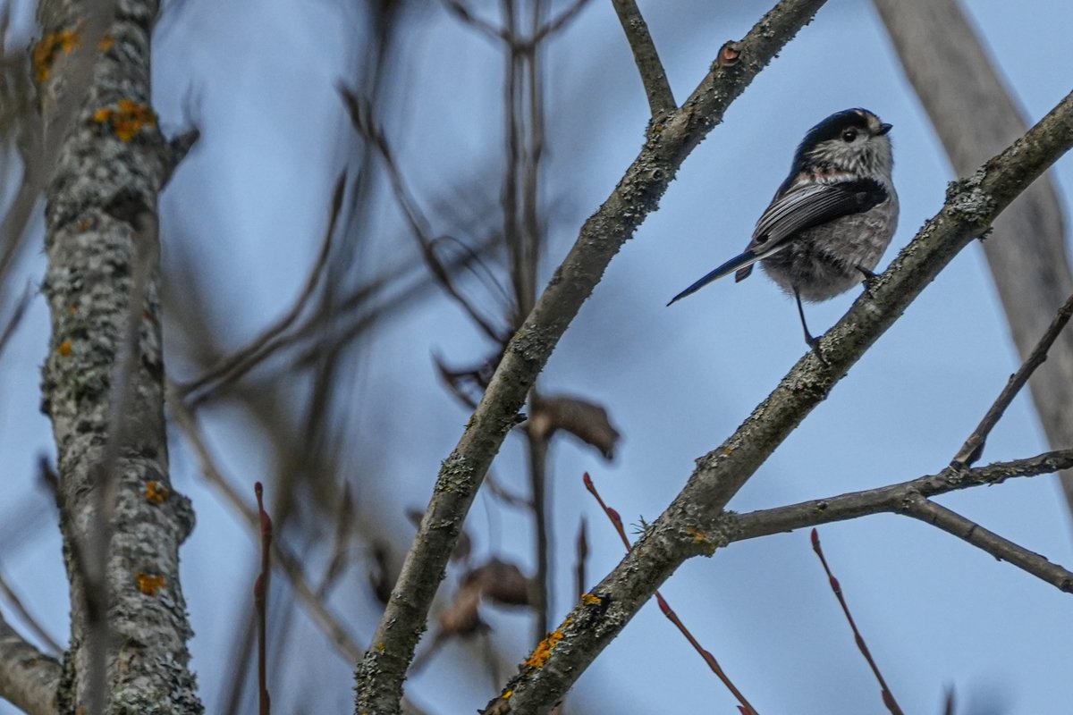 Esperanza Martín tweet media