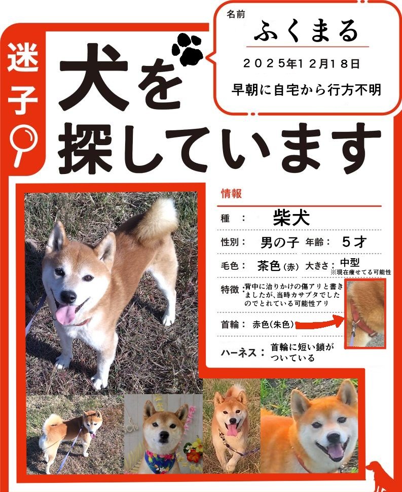 f4764559557890's tweet photo. ポスターの情報を一部変更、首輪情報を詳しく追加いたしました。
ご協力よろしくお願いいたします🙇
#迷い犬 #迷子犬 #茨城 #茨城県 #潮来市 #延方 #鹿嶋市 #神栖市 #稲敷市 #行方市 https://t.co/PMaWfJoSR1