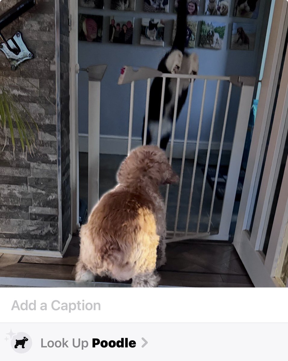 SpanielsSuper's tweet image. I’m horrified 😱

Look at Apple’s caption on mum’s photo? #Poodle 

Poodle????? 

POODLE??????

Do I look like a fluffing poodle ?

I’m a proud American Cocker 

#PoodleIndeed #NeverBeenSoInsulted