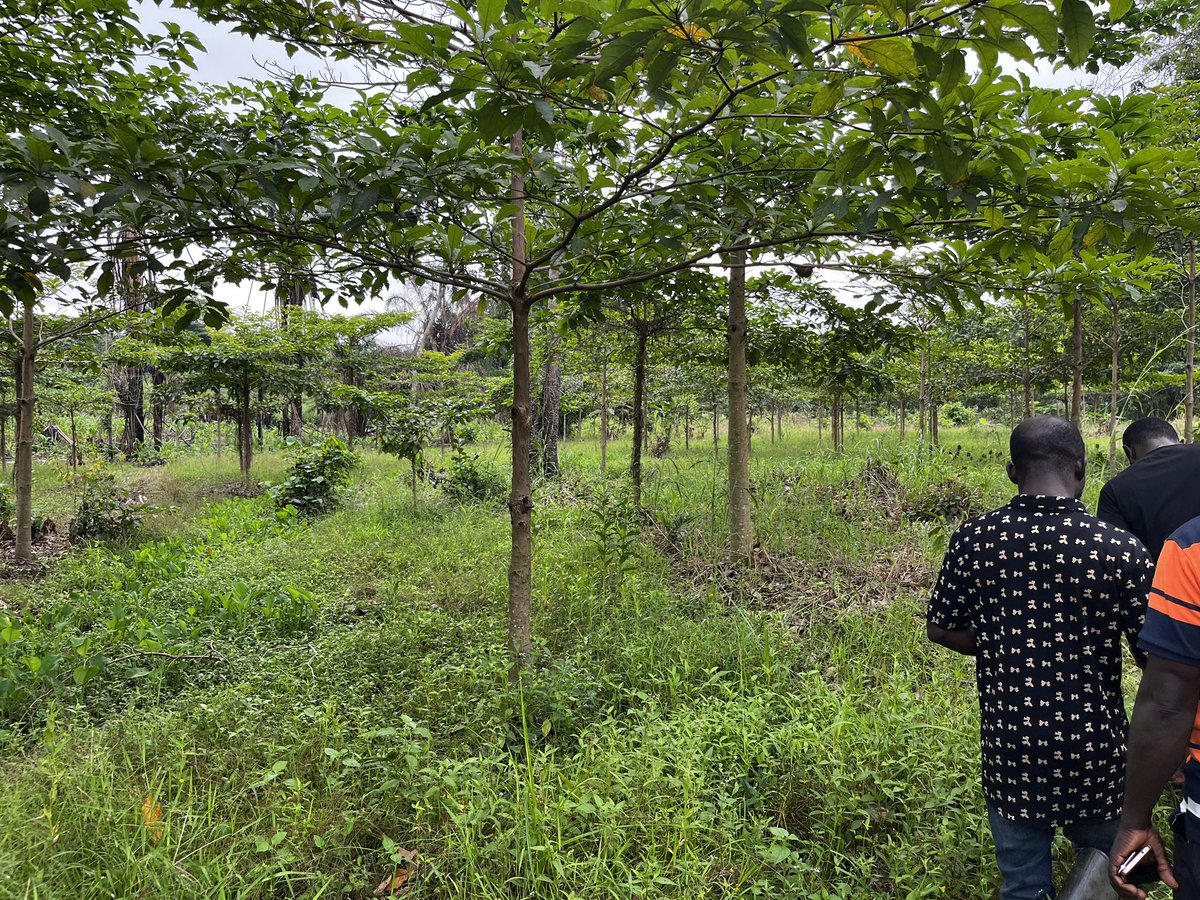 Ecologicalnest's tweet photo. January 16th at the Akobonsu restoration site. 📸✨
We are incredibly proud of our ongoing partnership with the Ofoase Kokoben Stool at the Akobonsu restoration site. This is more than just planting trees—it’s restoring a legacy. 🌍💚
#Restoration #GreenGhana https://t.co/gQsuTrbIKB