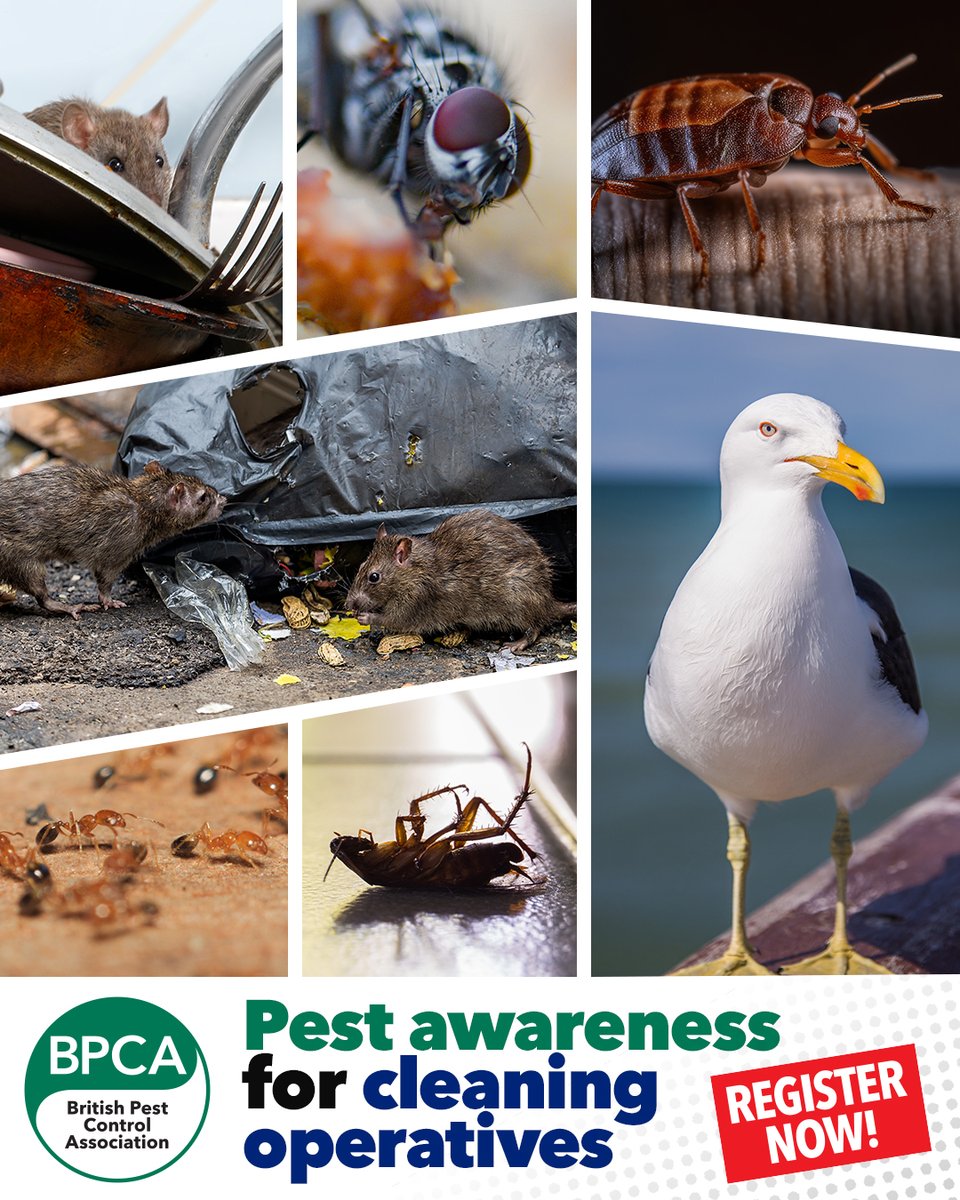 BritishCleaning's tweet photo. Pest awareness among cleaning operatives is crucial to preventing issues with pests, as they can often spot the initial signs of infestation.

Find out about the online course from experts @britpestcontrol specifically for cleaning personnel here:

https://t.co/4YSzd1NxFn https://t.co/DoQ1GTE0Fg