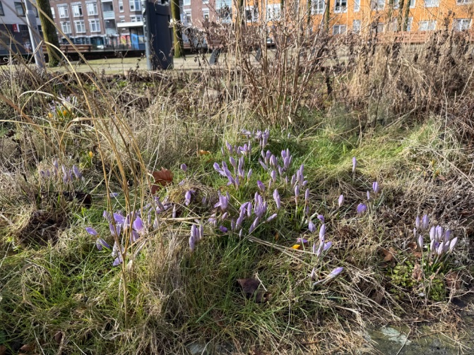 rinibiemans's tweet photo. De plantvakken op het #oleanderplein zijn helemaal geknipt en geschoren en klaar voor de voorjaarsexplosie… ondanks het kwakkelweer voel je dat de lente eraan komt 😀🍀🧚 #biocrow #ecosociaal #integraal #participatief #bloemhof #rotterdam #biocrow #inheems https://t.co/FTHsKuQbJT