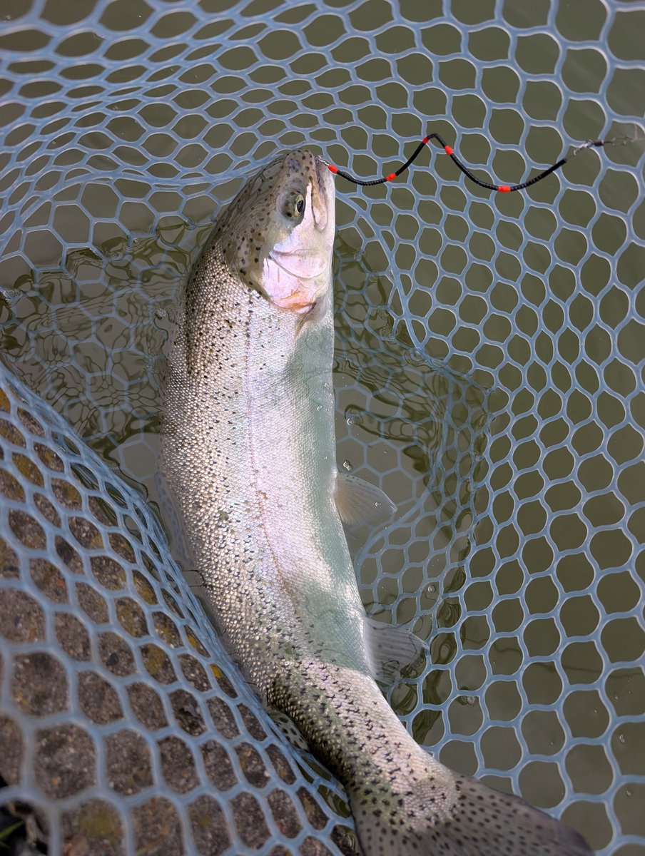 khhagejake86's tweet photo. 今日は大型の引きを味わいに秋川湖へ
朝から雪で寒かったけれど 魚達は元気なようで ネジングルアーに猛烈バイト
ウッサやメタルバイブで沖の魚も好反応
爆釣とまではいかなかったけれど それでも釣果は35鱒 今回もバラしが多かったから しっかり取れるようになりたいな
#Kcraft
#ネジングルアー https://t.co/lD2Iaipnvl