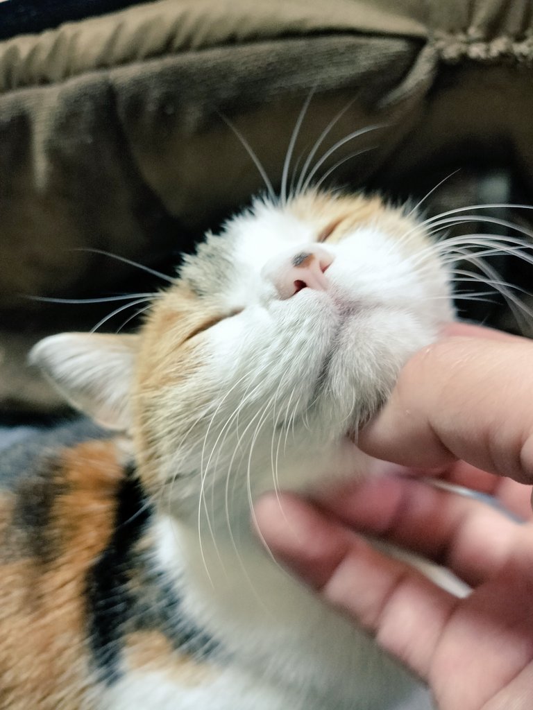 ひざ上猫様！ ありがてえ！