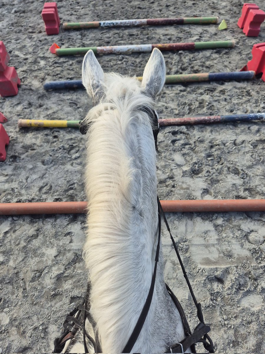 Happy Lunar New Year, folks! 🐎🔥

Got offered the chance to get back on the saddle today of all days - and DUH of course I said yes. 🐴❤️