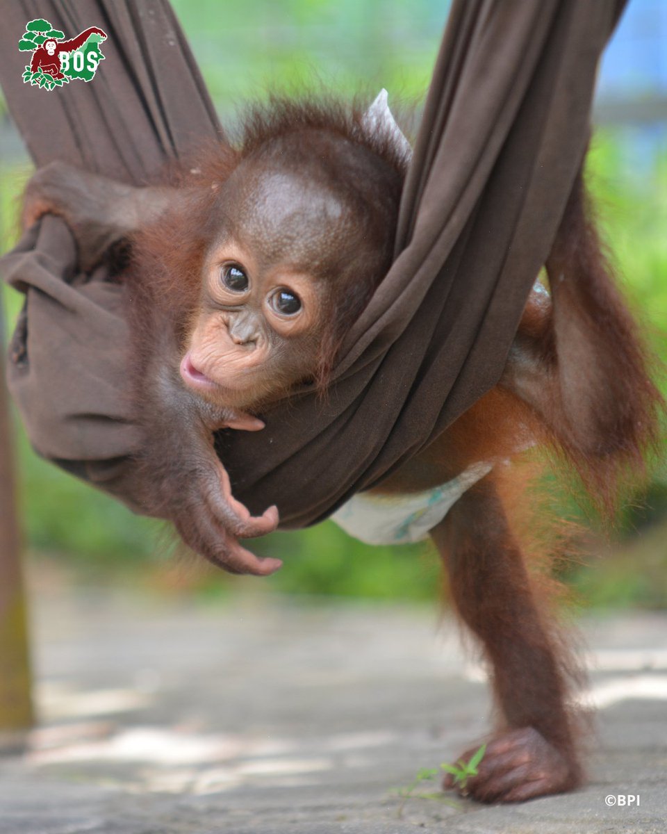 BOS Australia tweet media