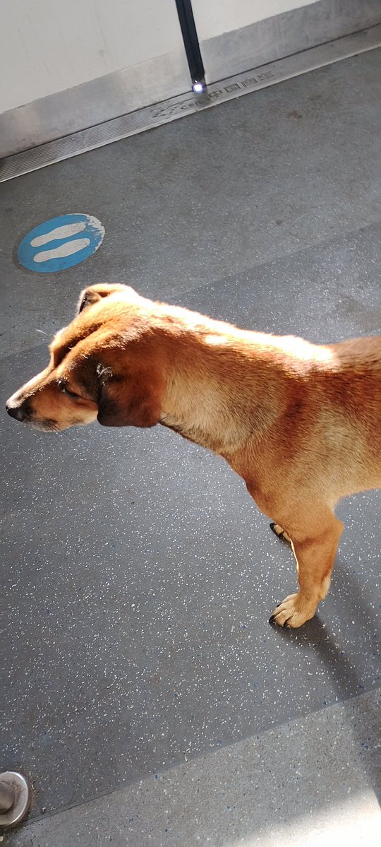 Perrita perdida en el Tren Roca, subió en Guernica siguiendo a alguien hasta Alejandro Korn y nadie se hizo cargo 💔

Que bronca cuando descuidan así a sus animales