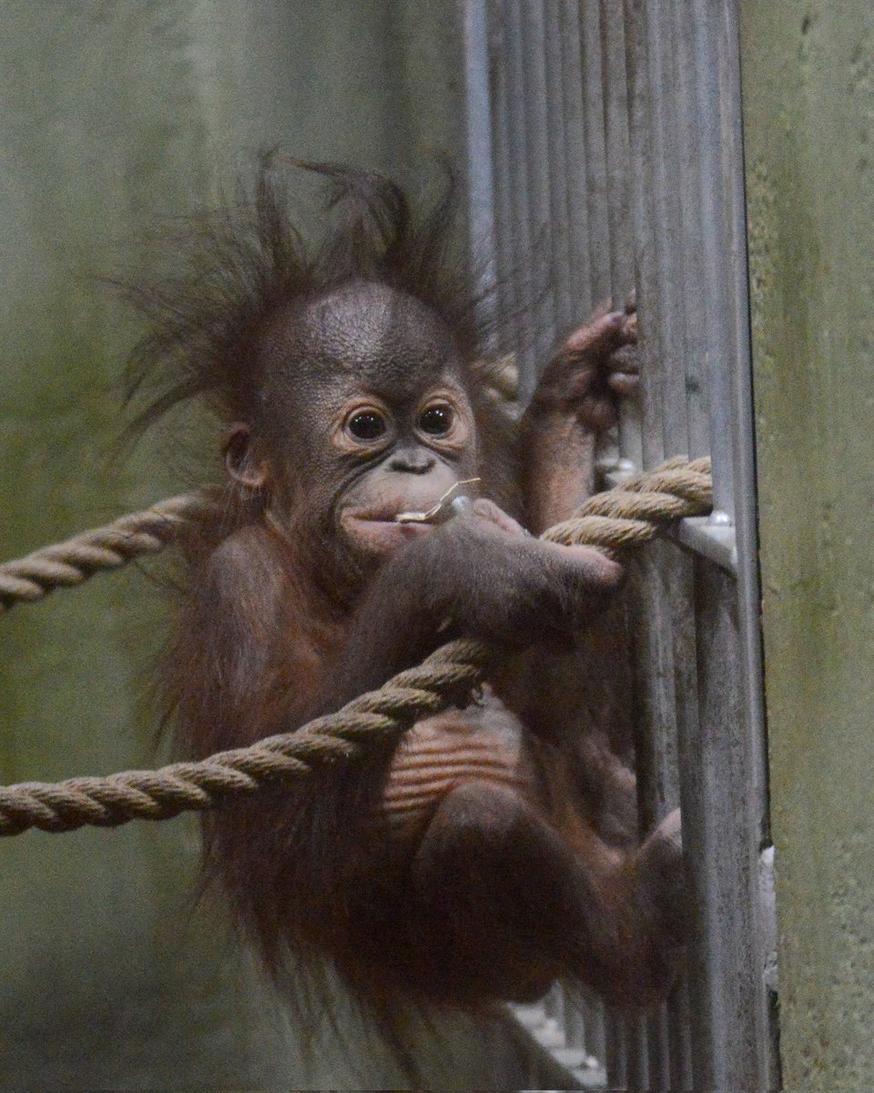 never a bad hair day with nusa