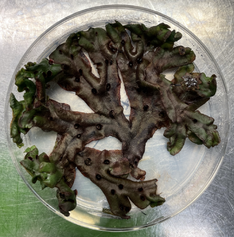 Facundo Romani tweet media