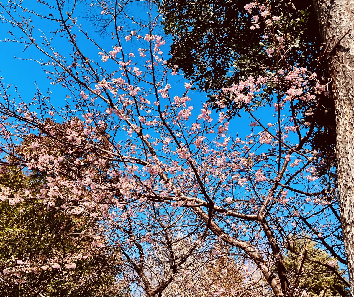 Md35005's tweet photo. 河津桜が咲き始めました♪
春間近ですね♪ https://t.co/gDEmhBCpeY