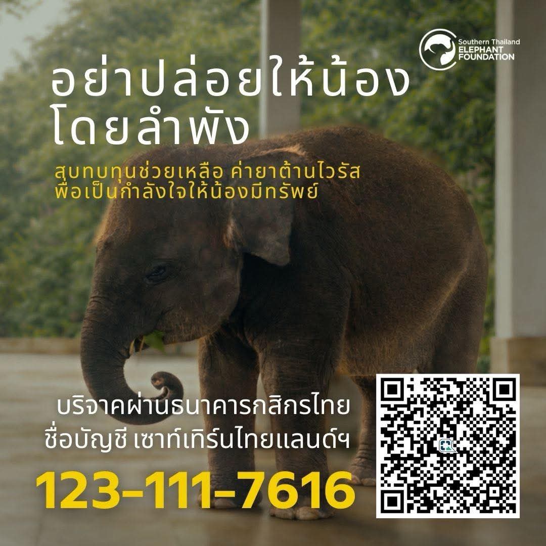 📢 ขอความช่วยเหลือเร่งด่วน เพื่อจัดหายาต้านไวรัส EEHV ให้น้องมีทรัพย์ ขณะนี้ทีมสัตวแพทย์ของ โรงพยาบาลช้างพังงา กำลังให้การดูแล “มีทรัพย์” ซึ่งติดเชื้อไวรัส EEHV (Elephant Endotheliotropic Herpesvirus) โรคที่มีความรุนแรงสูง และมีอัตราการเสียชีวิตมาก โดยเฉพาะในช้างอายุน้อย