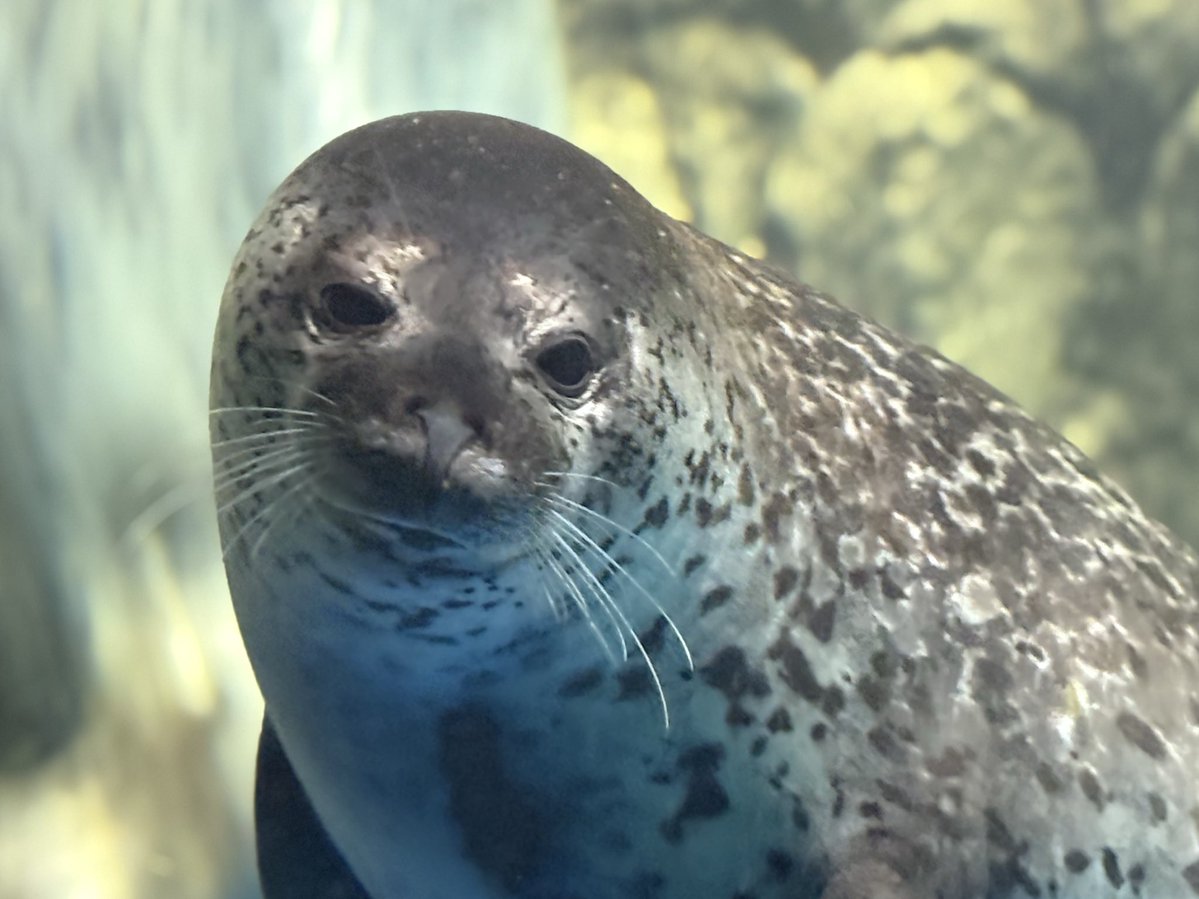 アザラシ I miss her