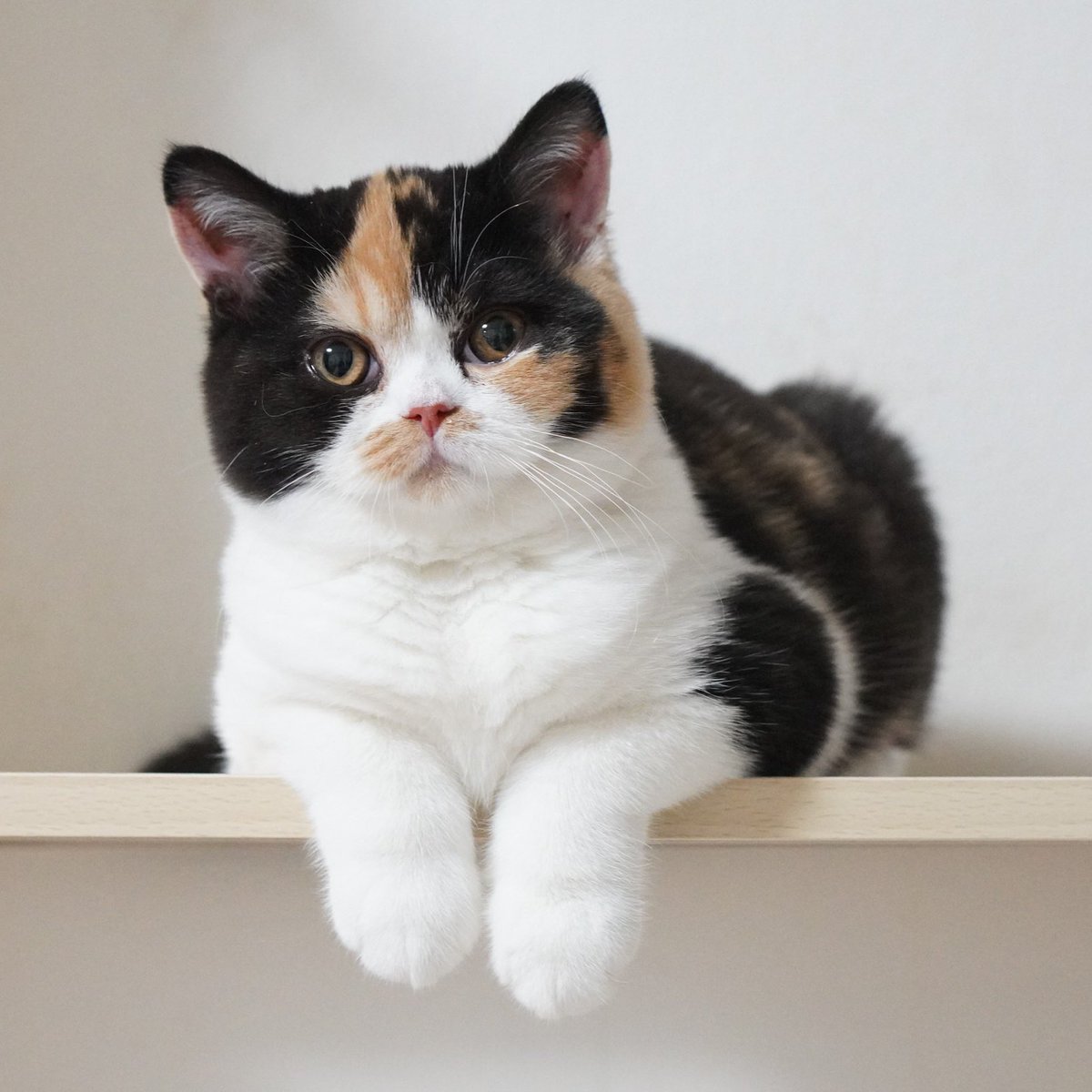 うちの子はこうなりました😊