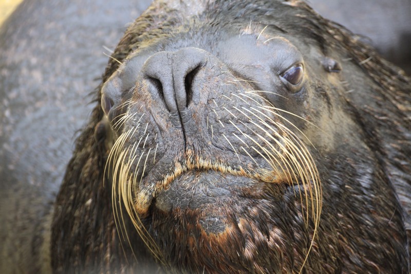 Cornish Seal Sanctuary in Gweek, Cornwall: