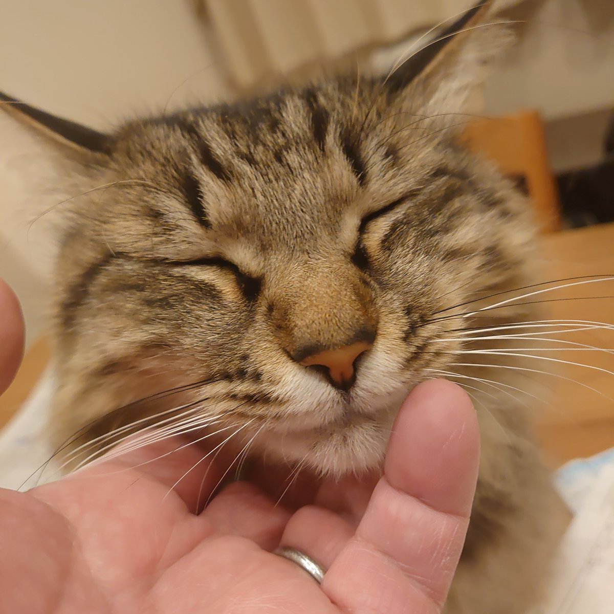 猫 #ちゃば #ちゃばっくす