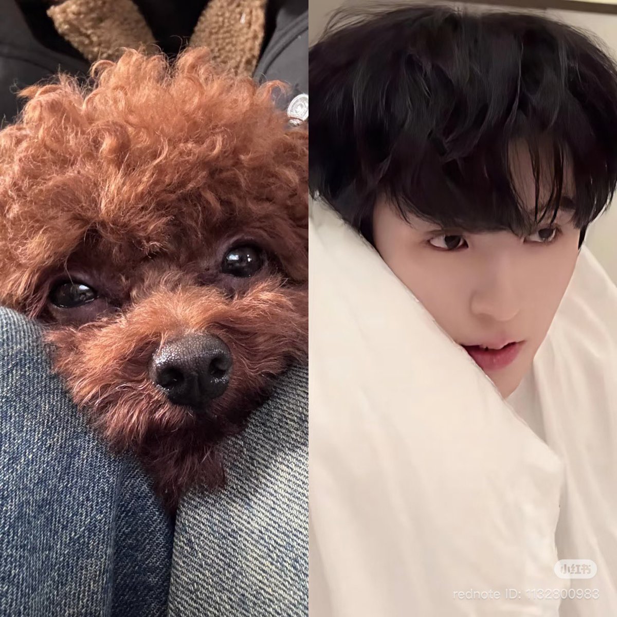 im crying they just look like them