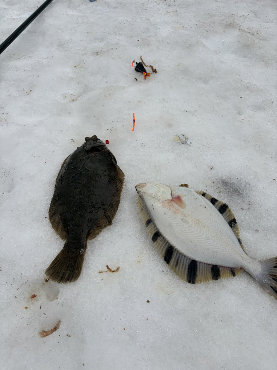 TAKADAI_Fishing's tweet photo. 積丹からの海の幸😊
久しぶりのダブルは重かったー https://t.co/adgvR07Bjc