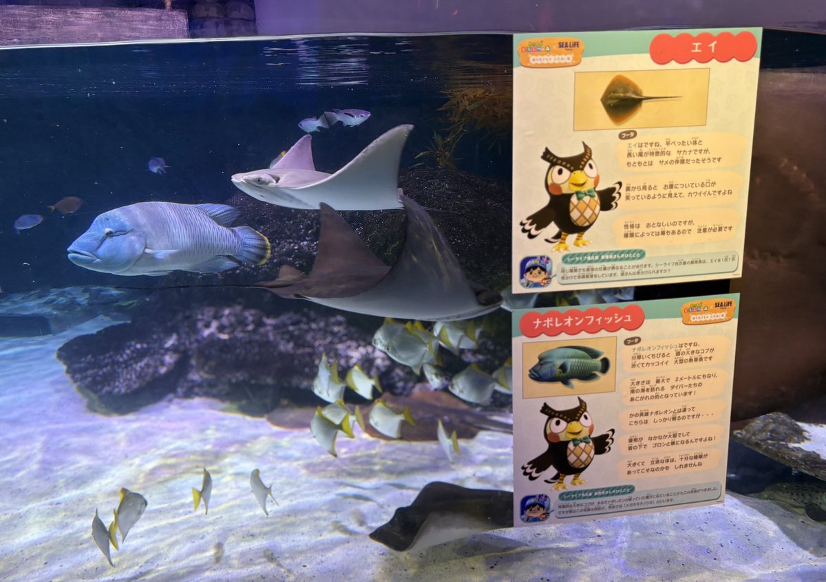 omasu3_m's tweet photo. ついに名古屋にもあつ森コラボの水族館が🐟🐠🐡❤️大興奮の中楽しみました✨ https://t.co/MxihIh2d55
