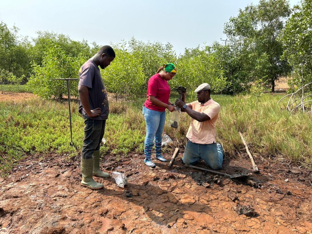 Ecologicalnest's tweet photo. Fieldwork Recap: Jan 23–28 at Keta. 🎥🌿
Our team was busy assessing Blue Carbon stocks under the West Africa Coastal Areas (WACA) Project. These wetlands are vital for our climate and coastal communities.
Hard work pays off for a greener Ghana! 🇬🇭💚
#Mangrooves https://t.co/1VOogf44cM