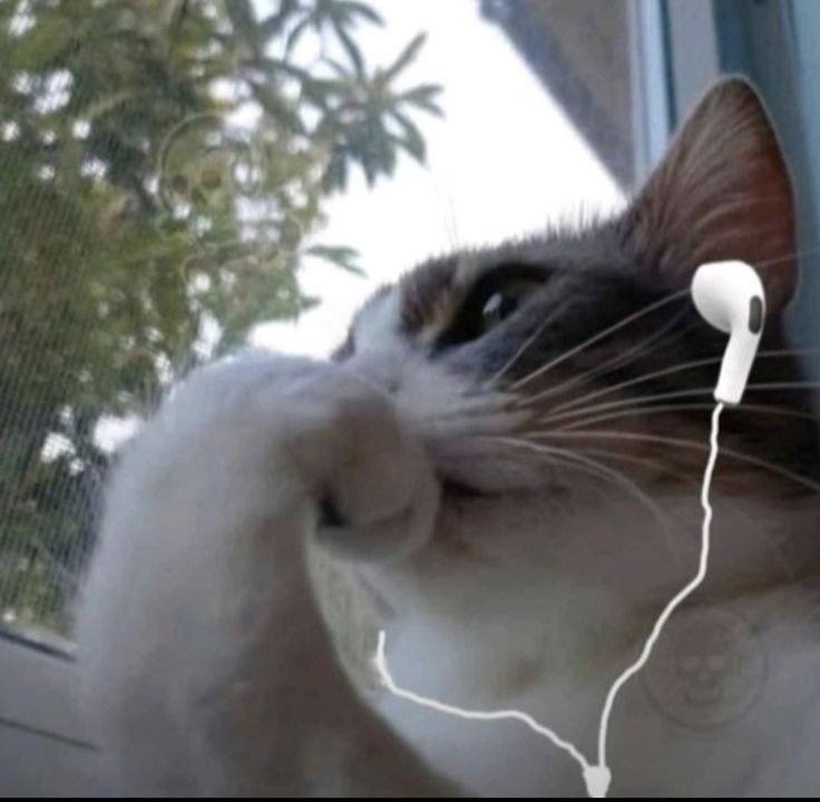 `◞ꕤ◜ tweet media