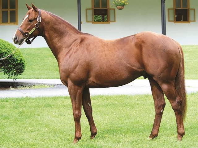 Türk yetiştiriciliğine unutulmaz katkılar sunan, kıymetli aygır TRAPPE SHOT’ın vefatını derin bir üzüntüyle öğrenmiş bulunuyoruz. Başta sahibi Atman Ekürisi olmak üzere tüm ekibine, yetiştiricilerimize ve at sahiplerine başsağlığı diliyoruz. Işıklar içinde uyu Şampiyon. 🙏