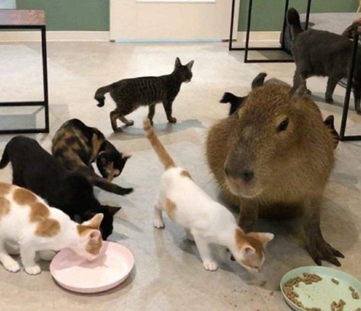猫たちの集会に、一人だけ違和感のない大物が混ざってる…😂🍵
#カピバラ #猫 #癒やし