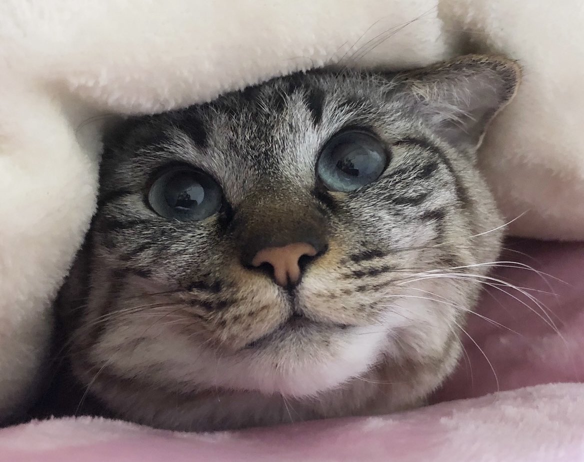 モコはシアワセ♡シアワセ ポストカードになりたーーいにゃん♡