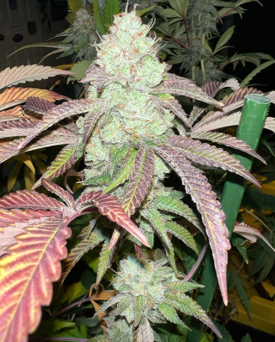 sinctyseeds's tweet photo. Purple Ice Water in all her glory!! She produce thick resinous buds with a strange intoxicating aroma of milky, skunky cannabis! 

IS IT READY FOR HARVEST?

Like 
Repost 
Comments https://t.co/dt0Fbv77Td
