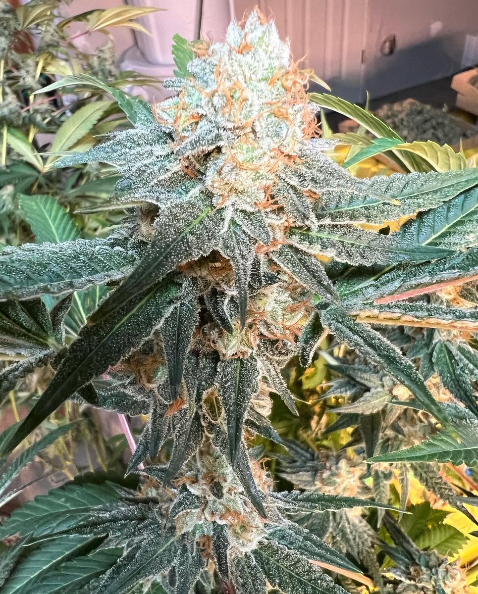sinctyseeds's tweet photo. Purple Ice Water in all her glory!! She produce thick resinous buds with a strange intoxicating aroma of milky, skunky cannabis! 

IS IT READY FOR HARVEST?

Like 
Repost 
Comments https://t.co/dt0Fbv77Td