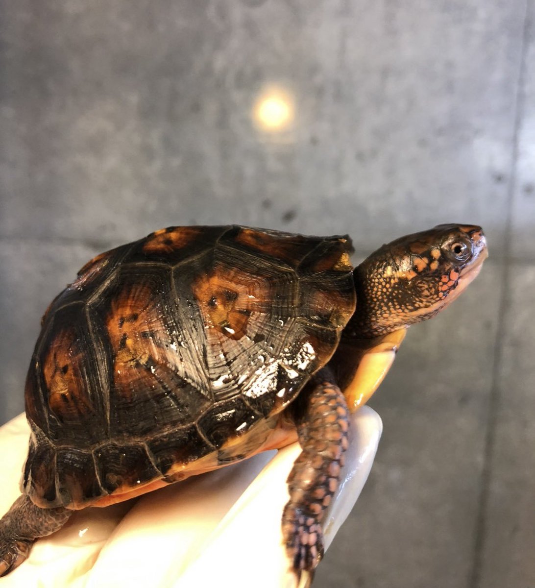 Land-mark tweet media