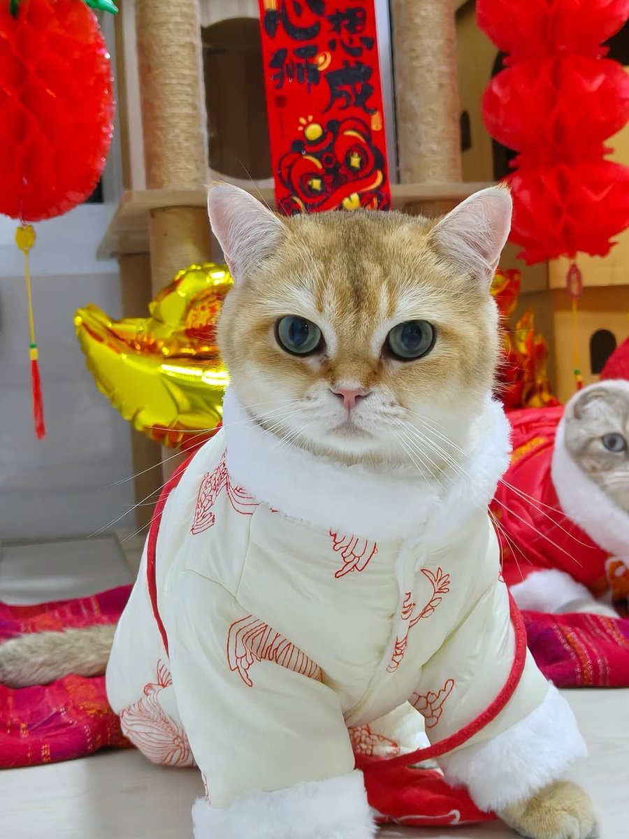 bowdorae's tweet image. อ้วงเอ้ยยยยย  น่ารักกันจัง 😻🧧❤️🐎

#HappyChineseNewYear
#GulfKanawut #กลัฟคณาวุฒิ 
#อาซาร์แมวเซา #ก็องเต้แมวซน