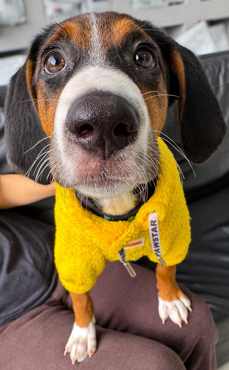 ACİL DUYURU: BU BURUNUN HALA YUVASI YOK.
Evet. Yanlış okumadınız.

Mochi:
– Kucağa otomatik geçiş yapıyor.
– Sarılma bağımlısı.
– Diz üstü ısıtıcı.
– Burnuyla dünyayı koklayıp analiz ediyor.
– Bir kez terk edilmiş ama hâlâ insan seviyor (biz olsak küserdik).

Artıları çok.
Eksisi