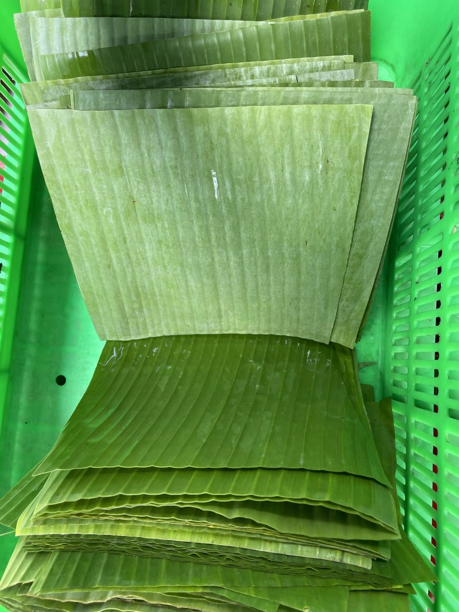 VSF202's tweet image. 🍃 Banana Leaves – Vietnam
Natural &amp;amp; eco-friendly food wrapping.
Fresh export quality.
📩 CONTACT – MR. LOUIS (Sales Executive)
📧 export2@vietseafarm.com.vn
📞 Tel / WhatsApp / WeChat: (+84) 347 499 738
🌐 vietseafarm.com.vn
#BananaLeaves #EcoPackaging #VietnamExport